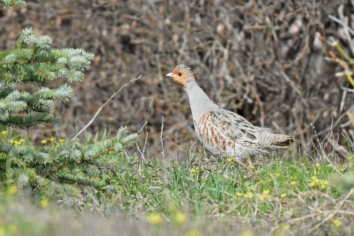 Gray Partridge - ML617600032