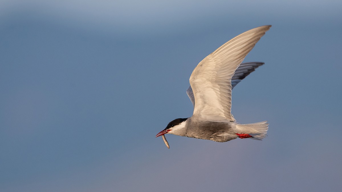 Whiskered Tern - ML617600041