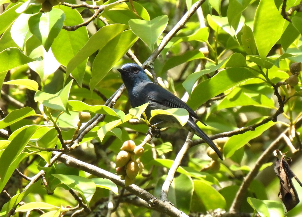 Nilgiri Flycatcher - ML617600047