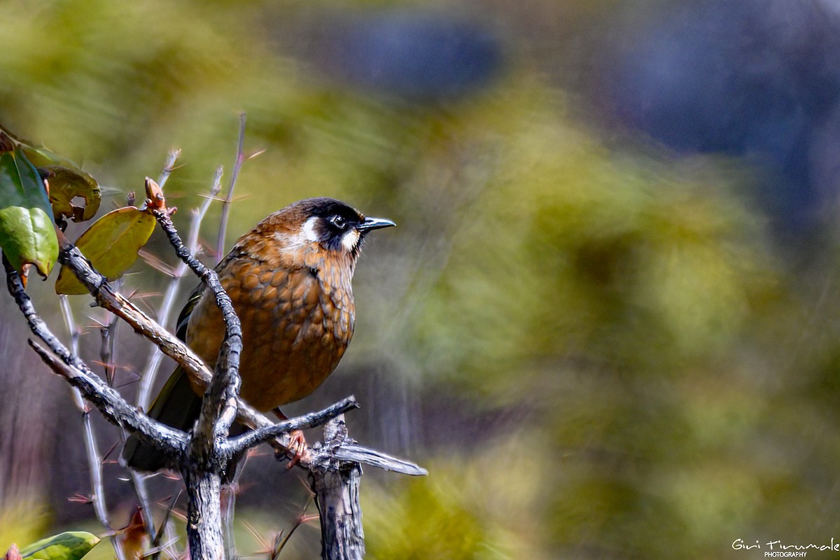 Black-faced Laughingthrush - ML617600065