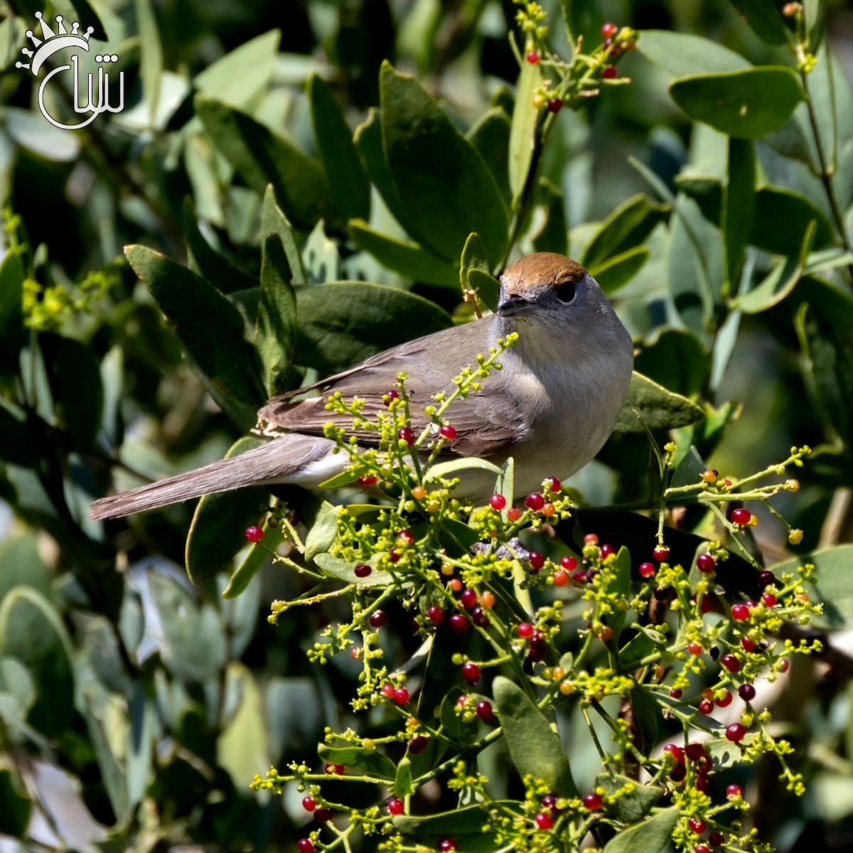 Eurasian Blackcap - ML617600076