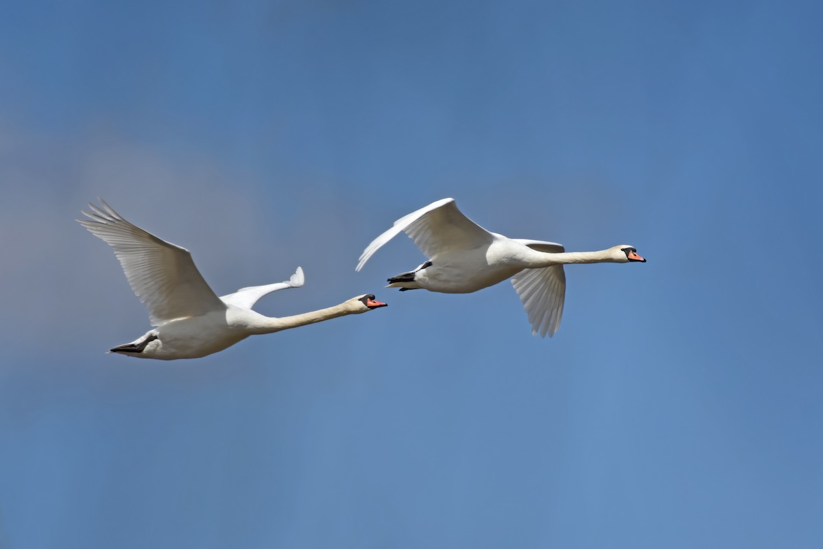 Mute Swan - ML617600114