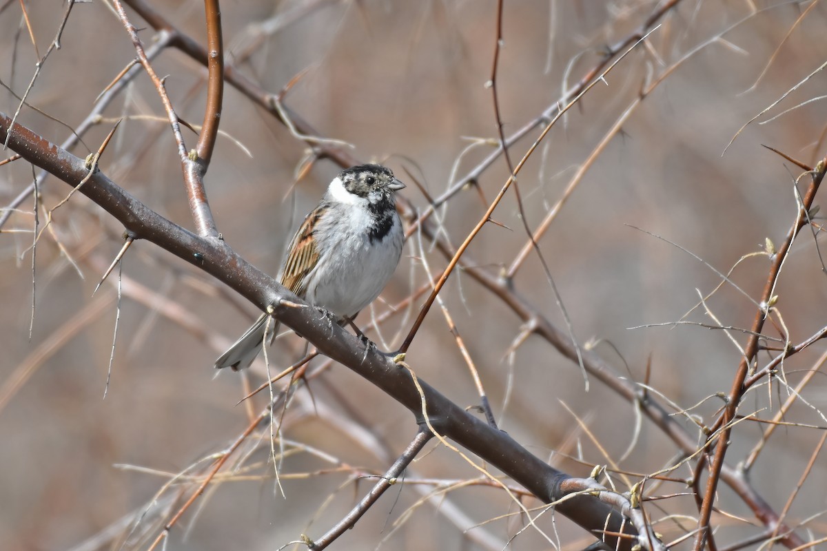 Reed Bunting - ML617600129