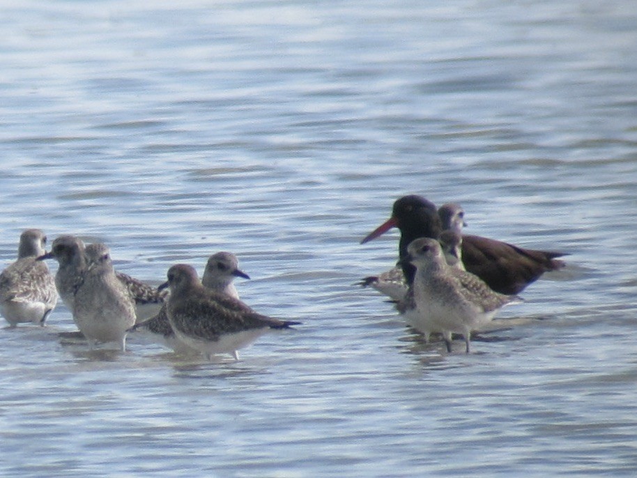 Black Oystercatcher - ML617600130