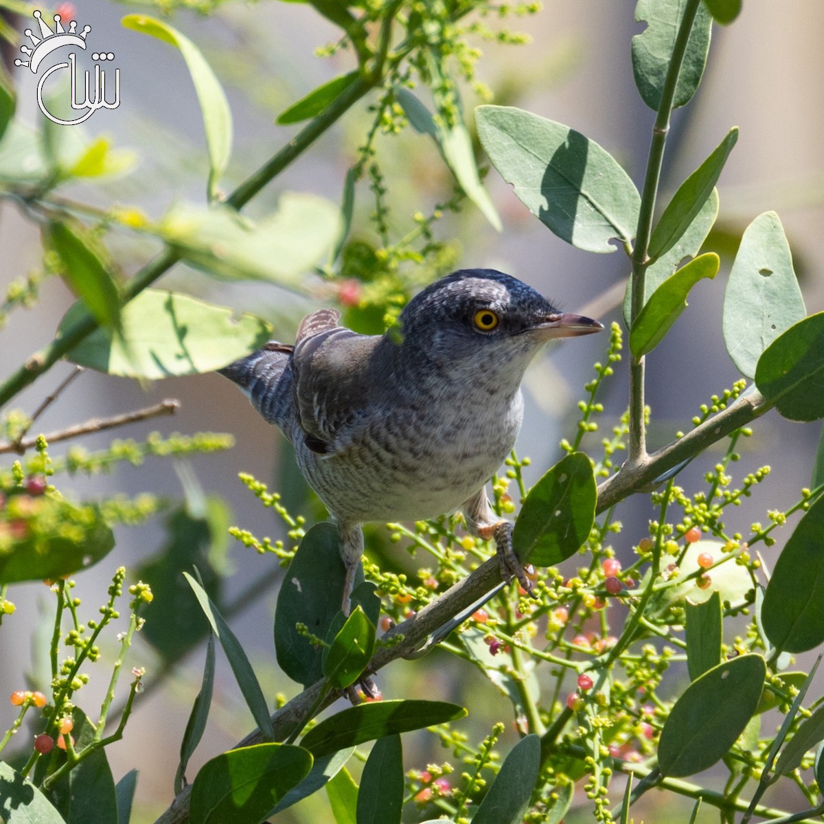 Barred Warbler - ML617600141