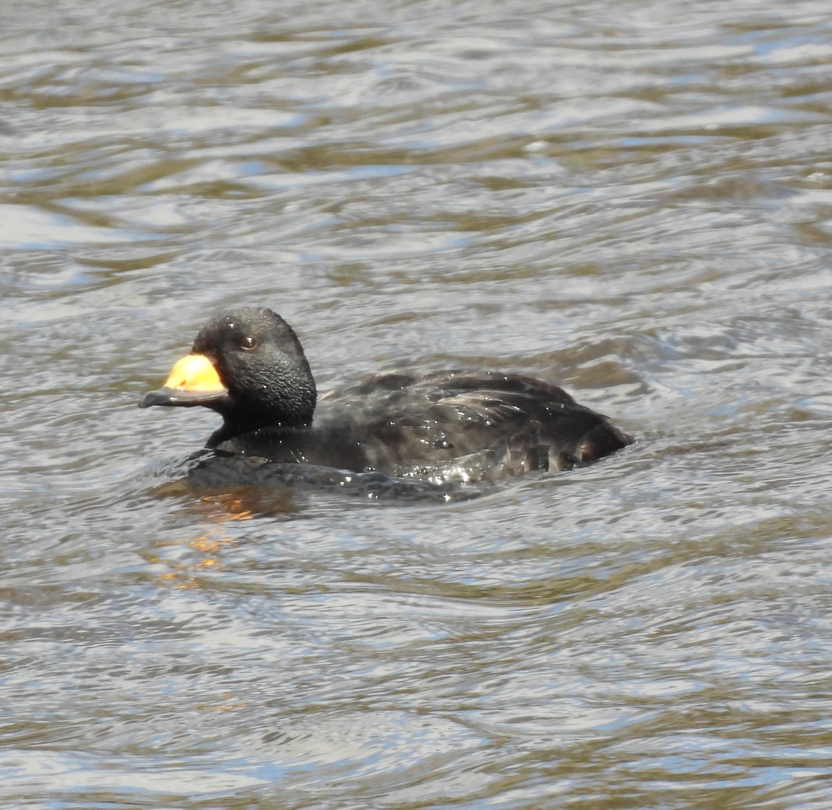 Black Scoter - ML617600148