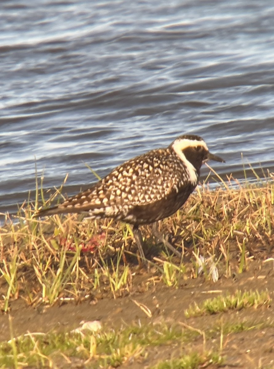 American Golden-Plover - ML617600194