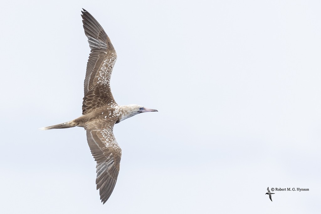Red-footed Booby - ML617600195