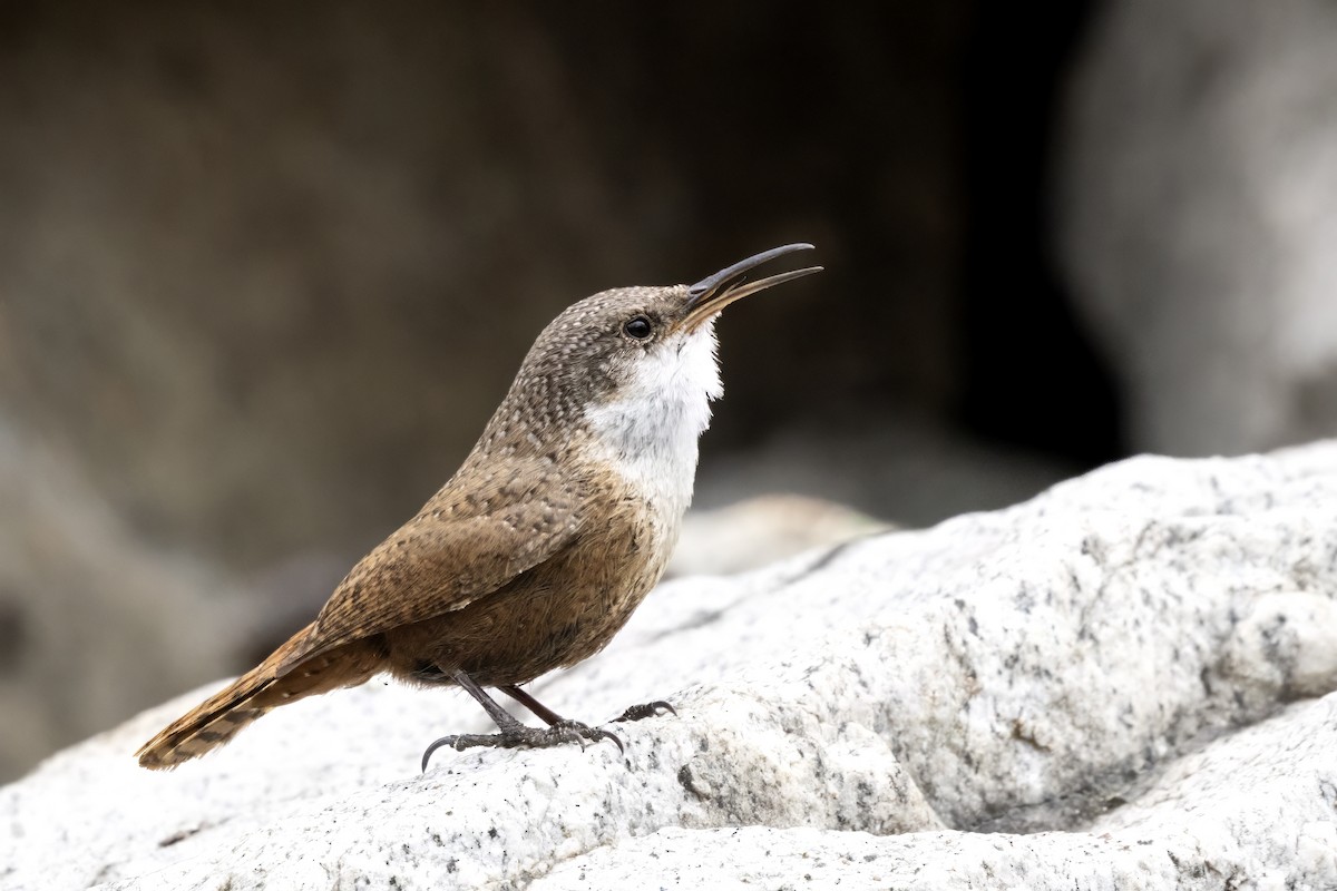 Canyon Wren - ML617600237