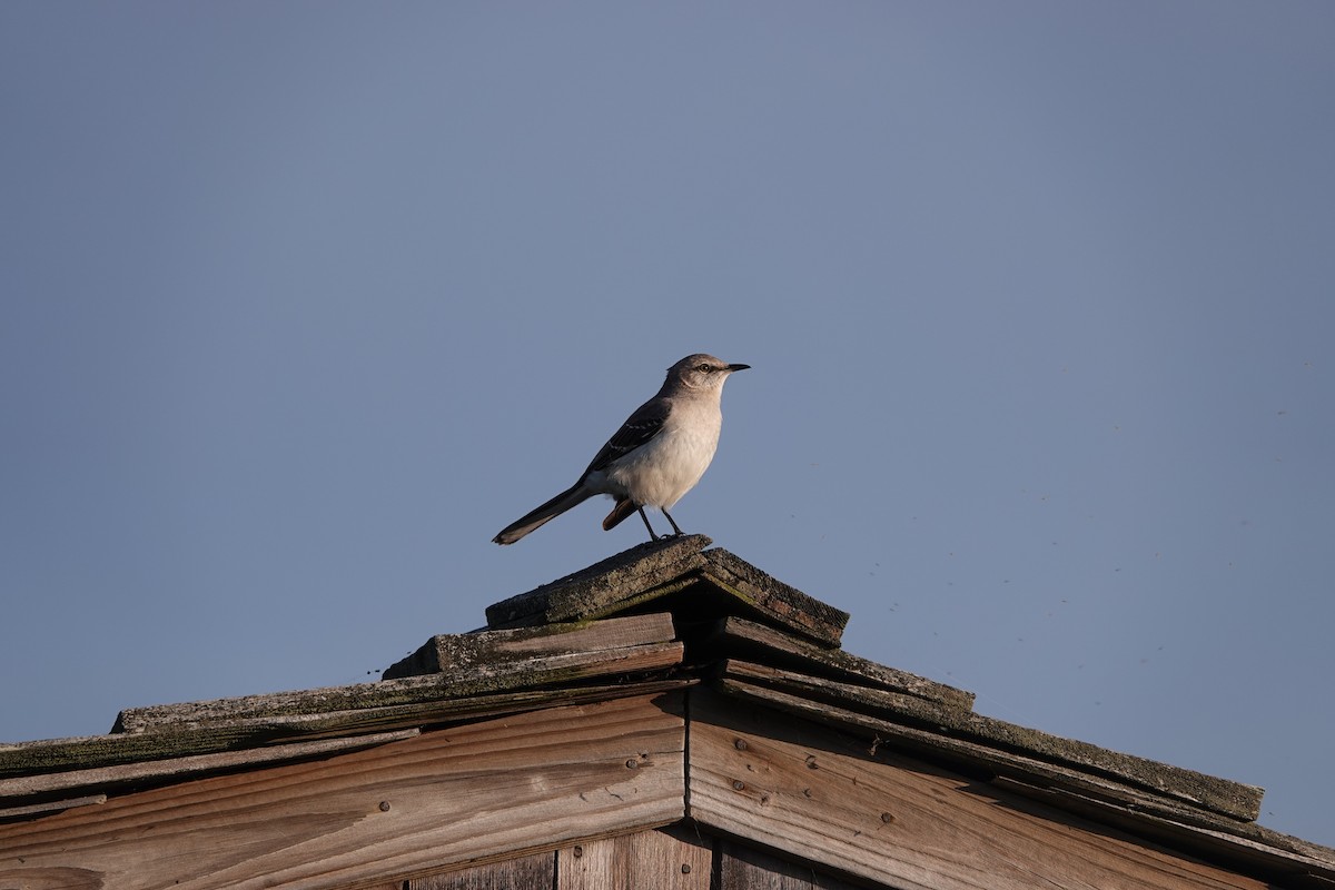 Northern Mockingbird - ML617600284