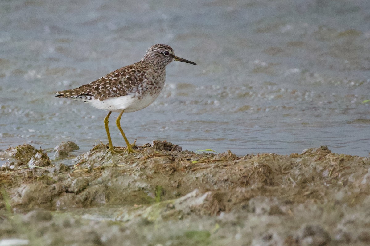 Wood Sandpiper - ML617600323