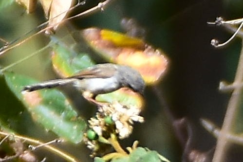 Gray-breasted Prinia - ML617600324