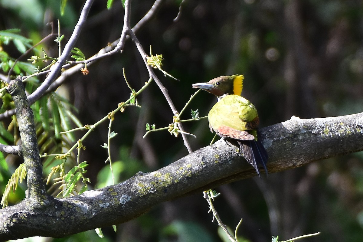 Greater Yellownape - ML617600328