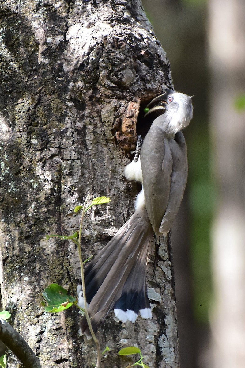 Indian Gray Hornbill - ML617600329