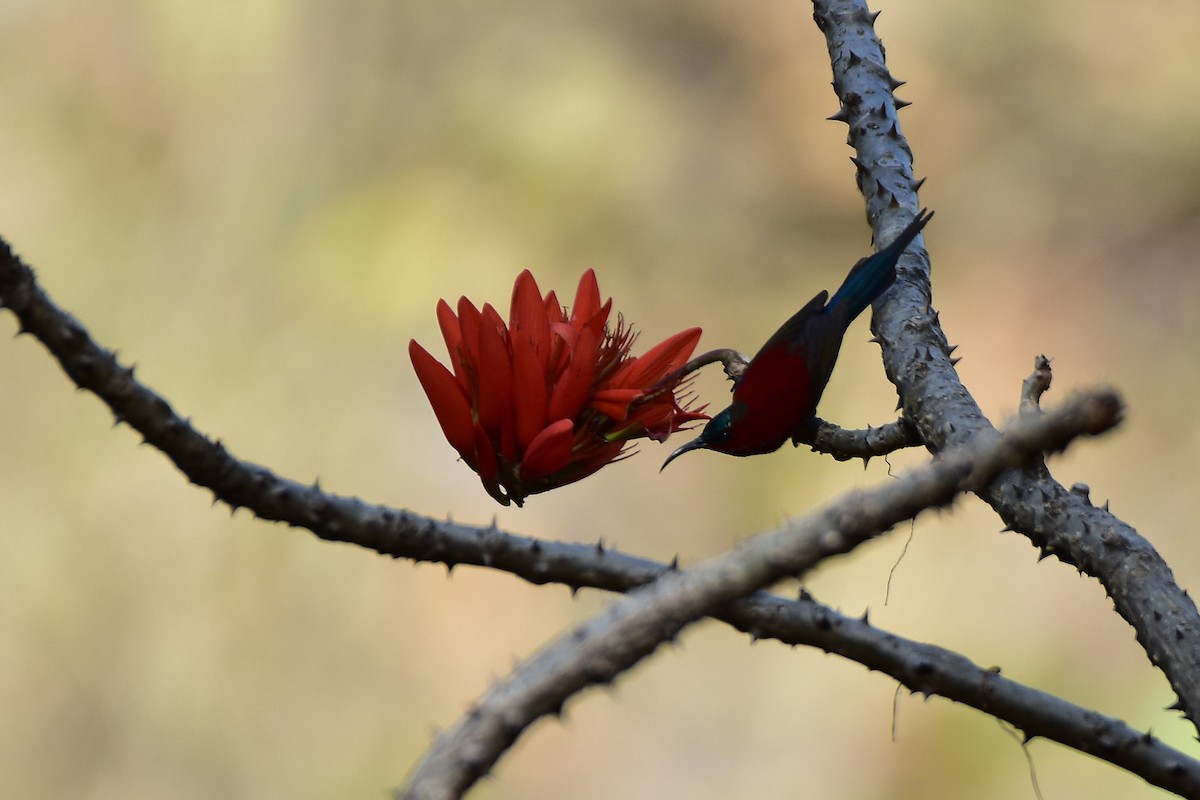 Crimson Sunbird - Harish Dobhal