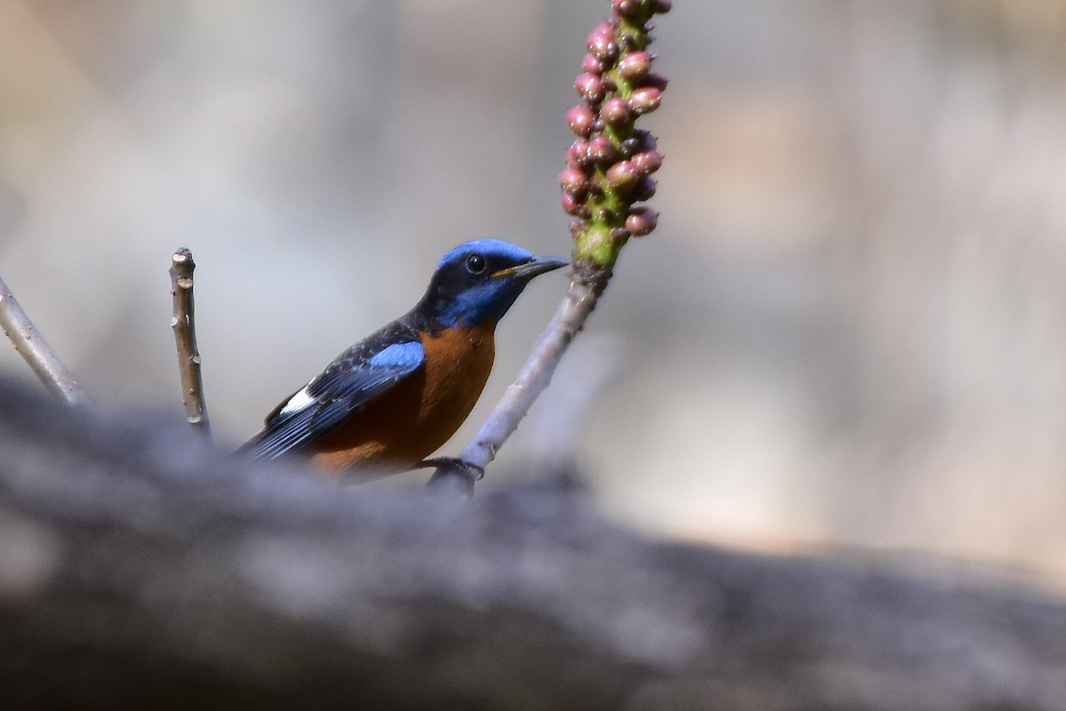 Blue-capped Rock-Thrush - Harish Dobhal