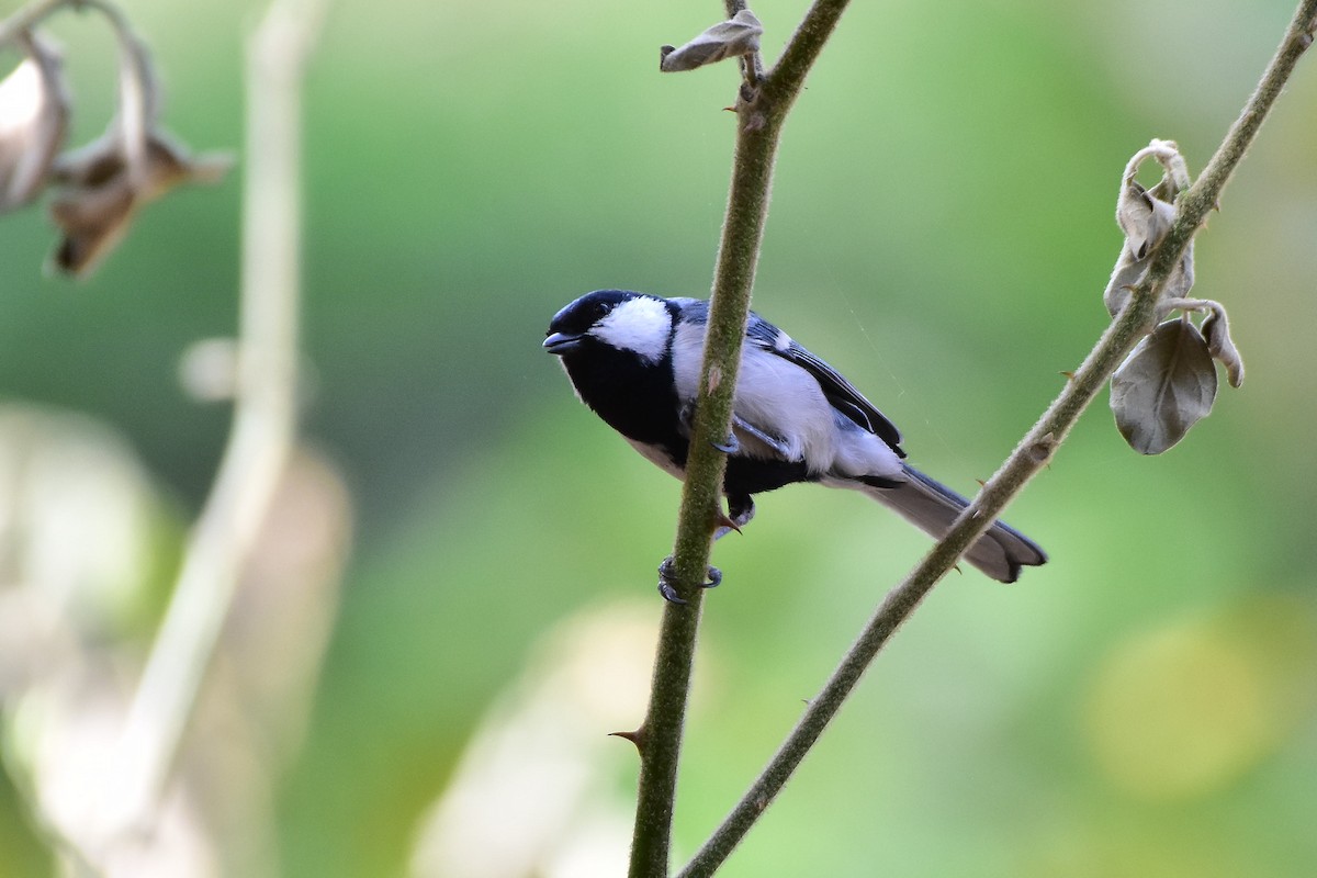Asian Tit (Cinereous) - ML617600357