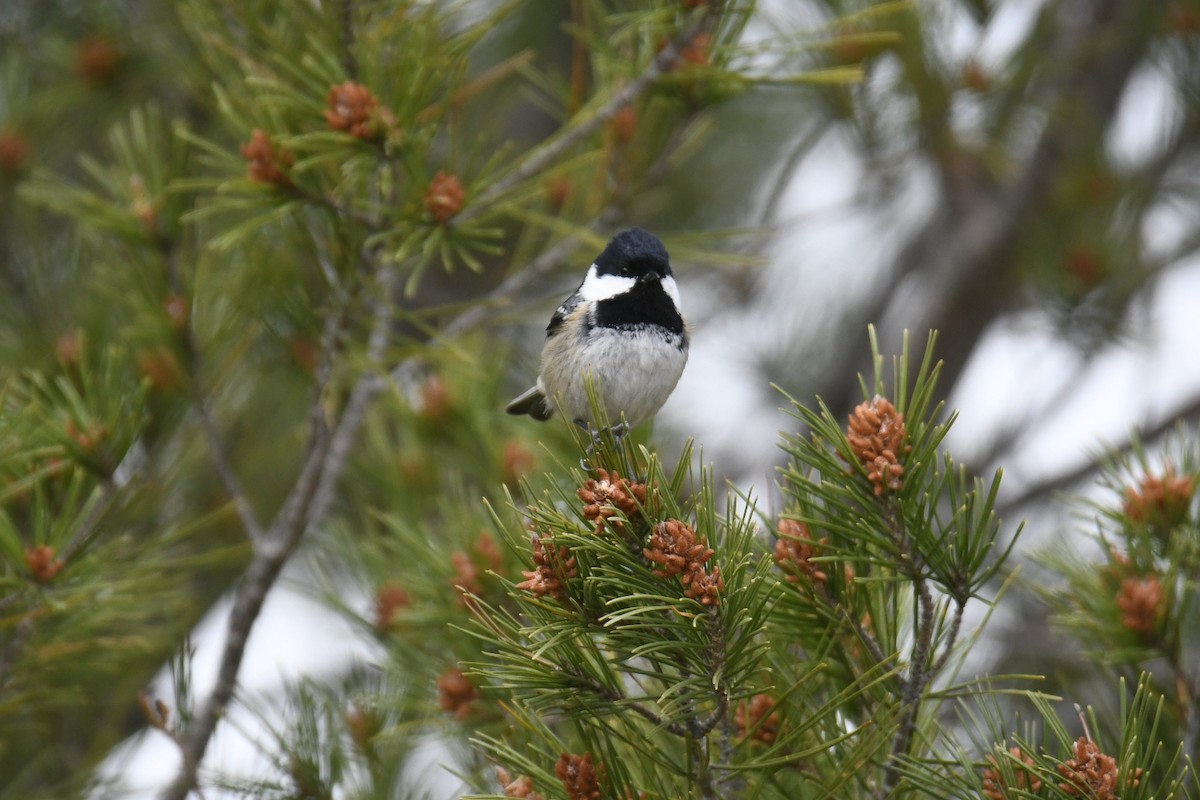 Coal Tit - ML617600377