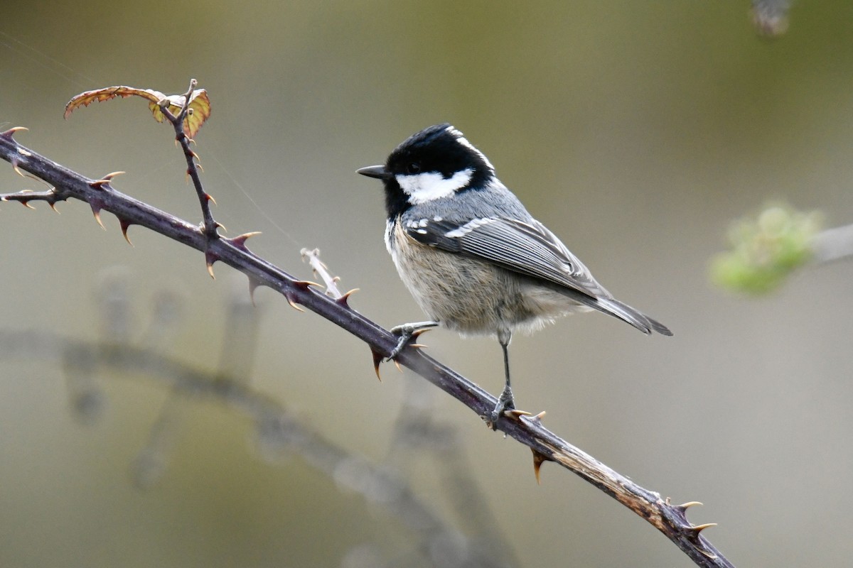 Coal Tit - ML617600378