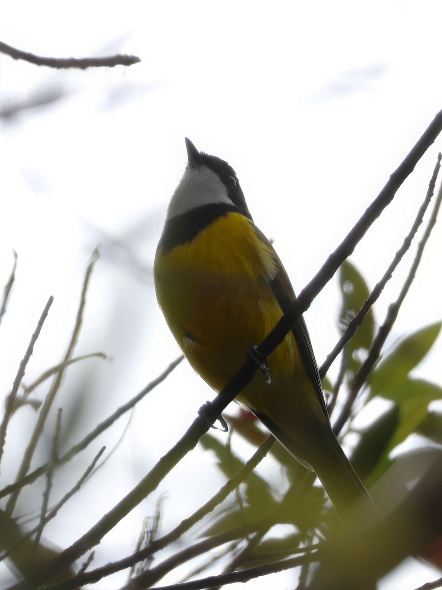 Golden Whistler - ML617600404