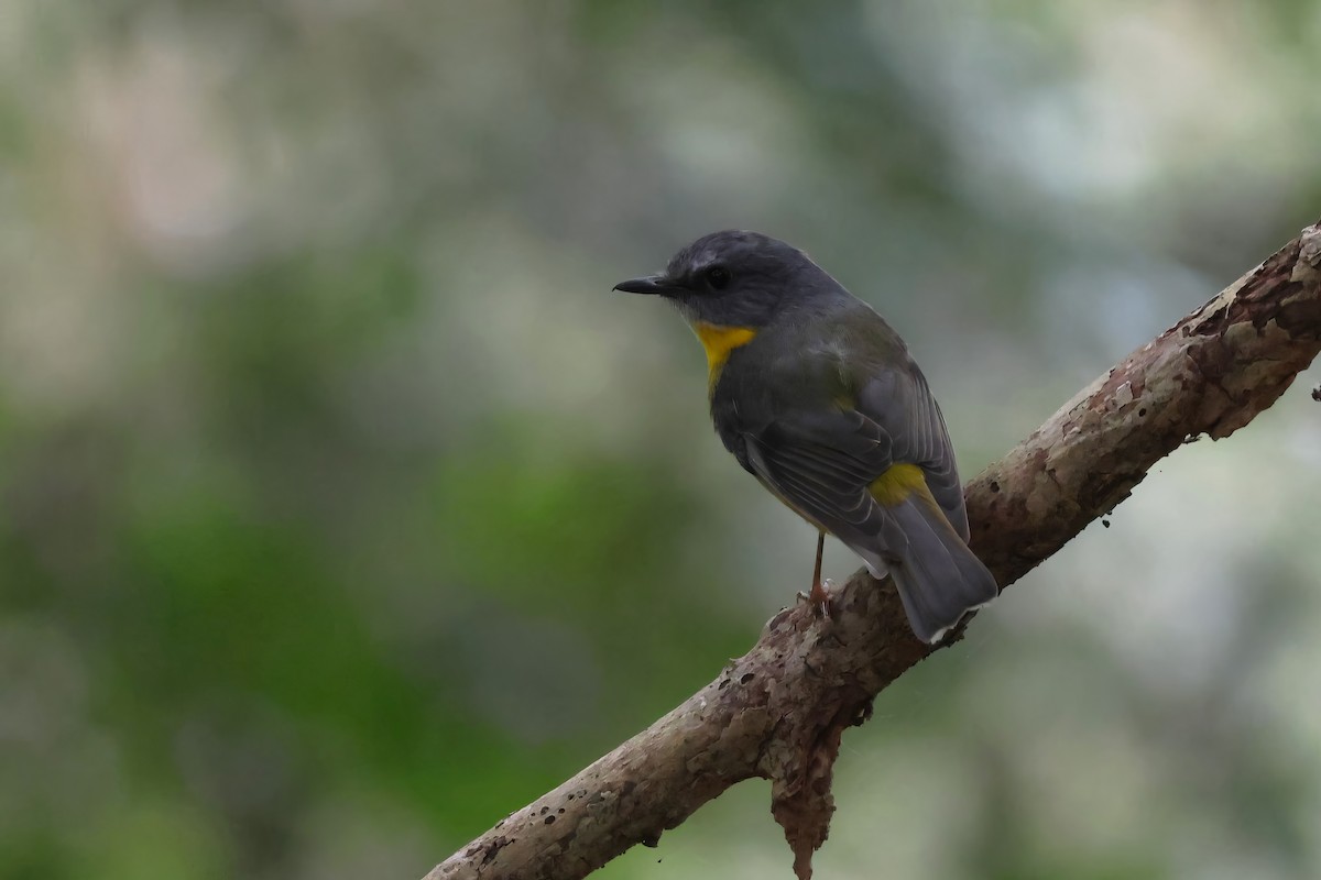 Eastern Yellow Robin - ML617600416