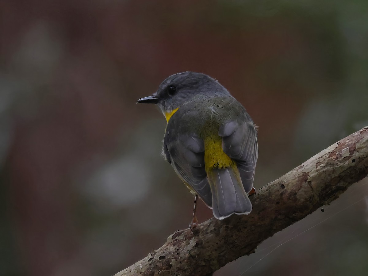 Eastern Yellow Robin - ML617600420