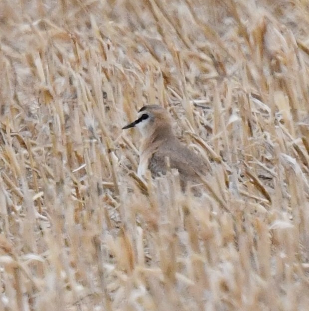 Chorlito Llanero - ML617600437