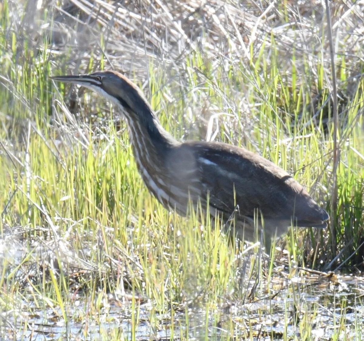 American Bittern - ML617600456