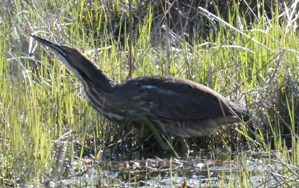 American Bittern - ML617600457