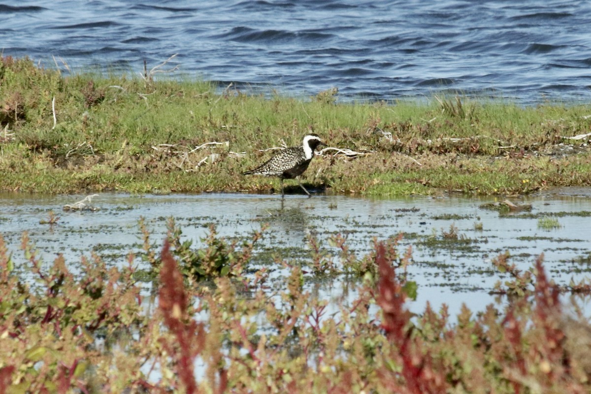 American Golden-Plover - R. Bruce Richardson