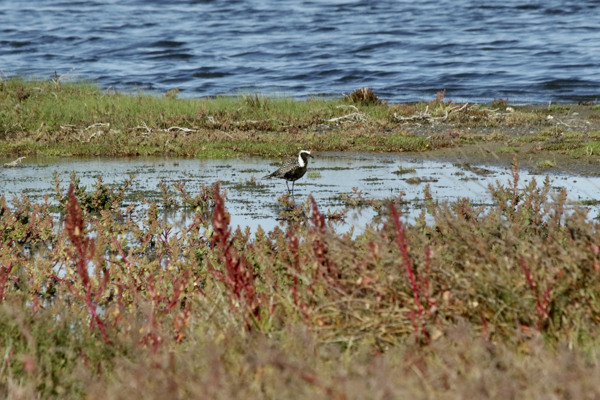 American Golden-Plover - ML617600459