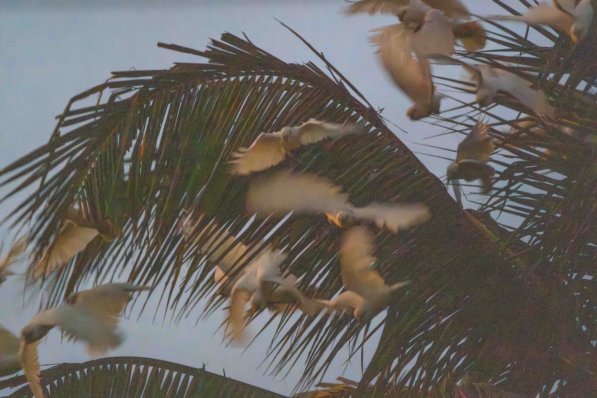 Philippine Cockatoo - ML617600472