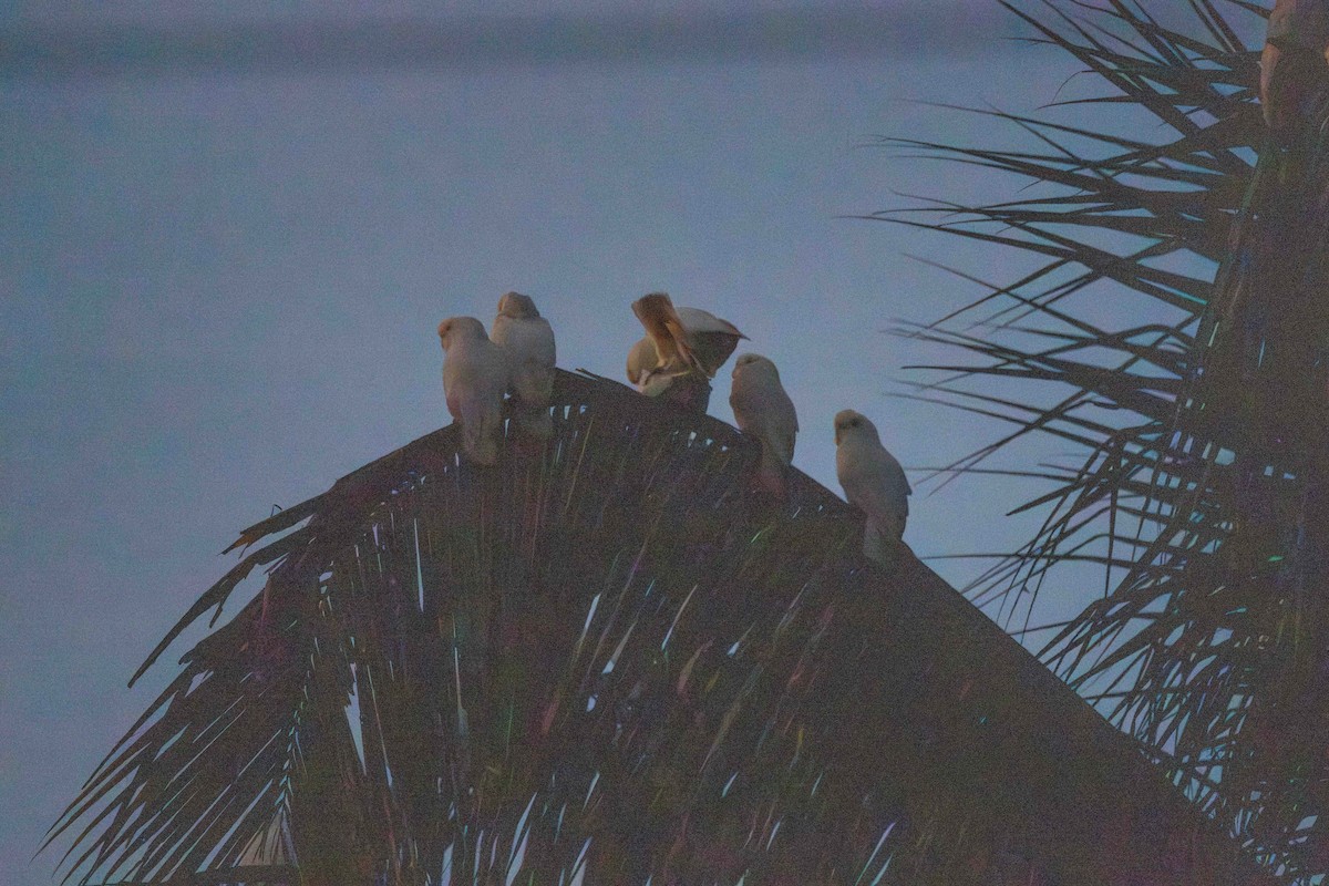 Philippine Cockatoo - ML617600476