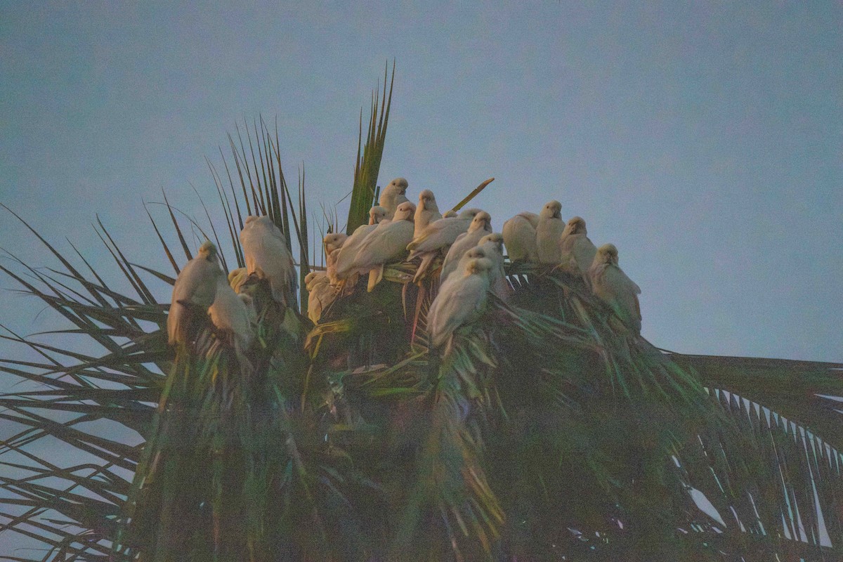 Philippine Cockatoo - ML617600477