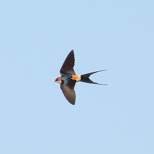 Red-rumped Swallow - ML617600480