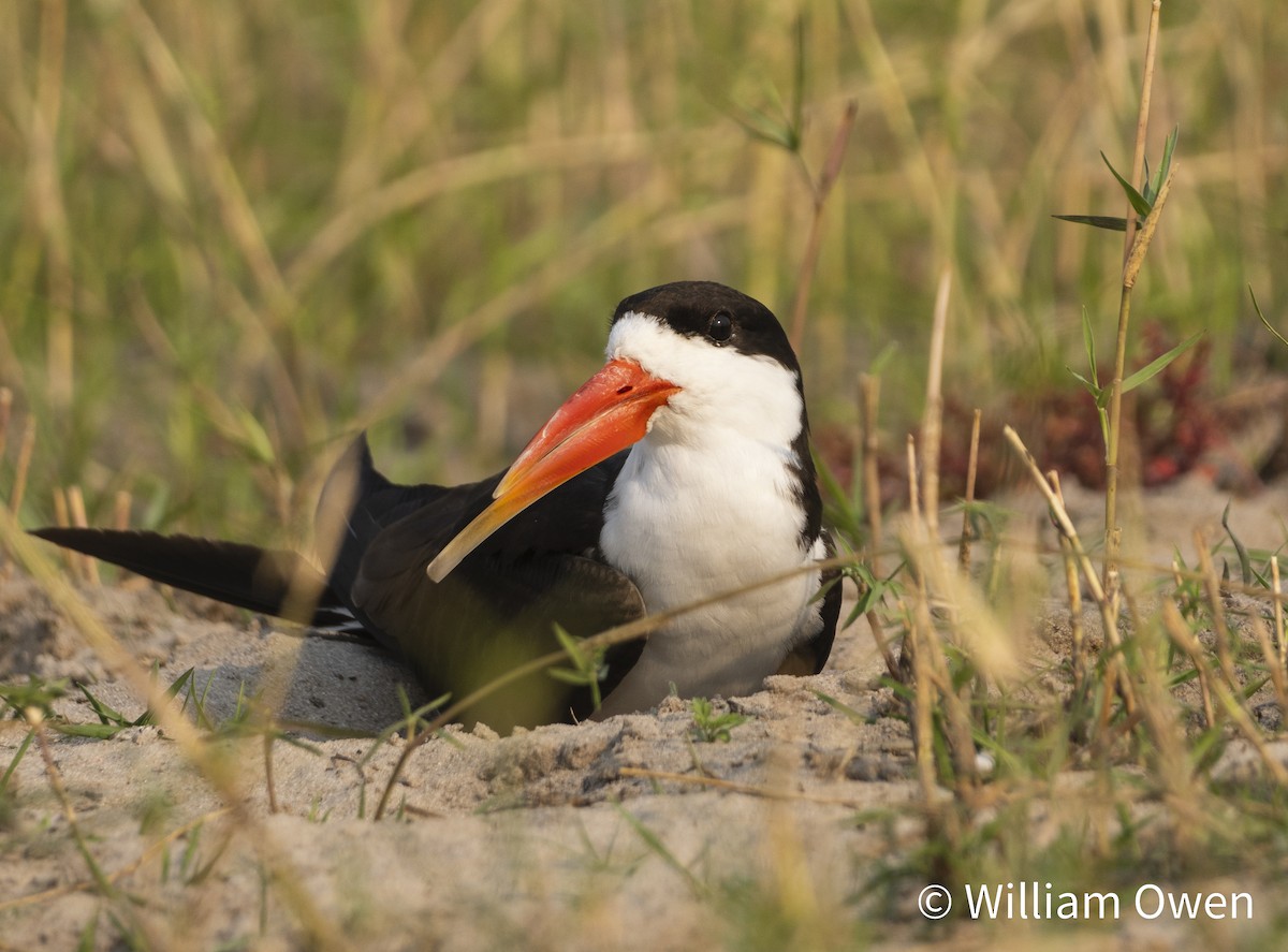 African Skimmer - ML617600497