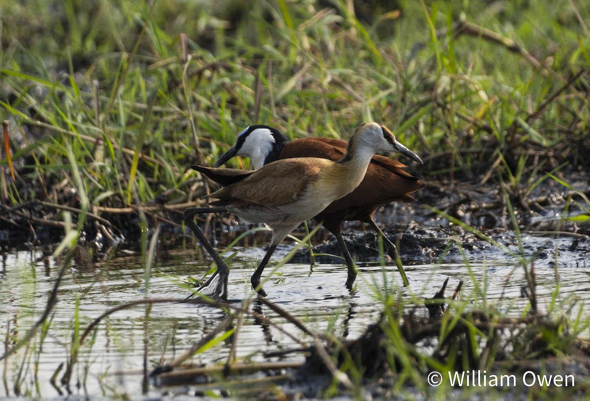 Jacana Africana - ML617600506