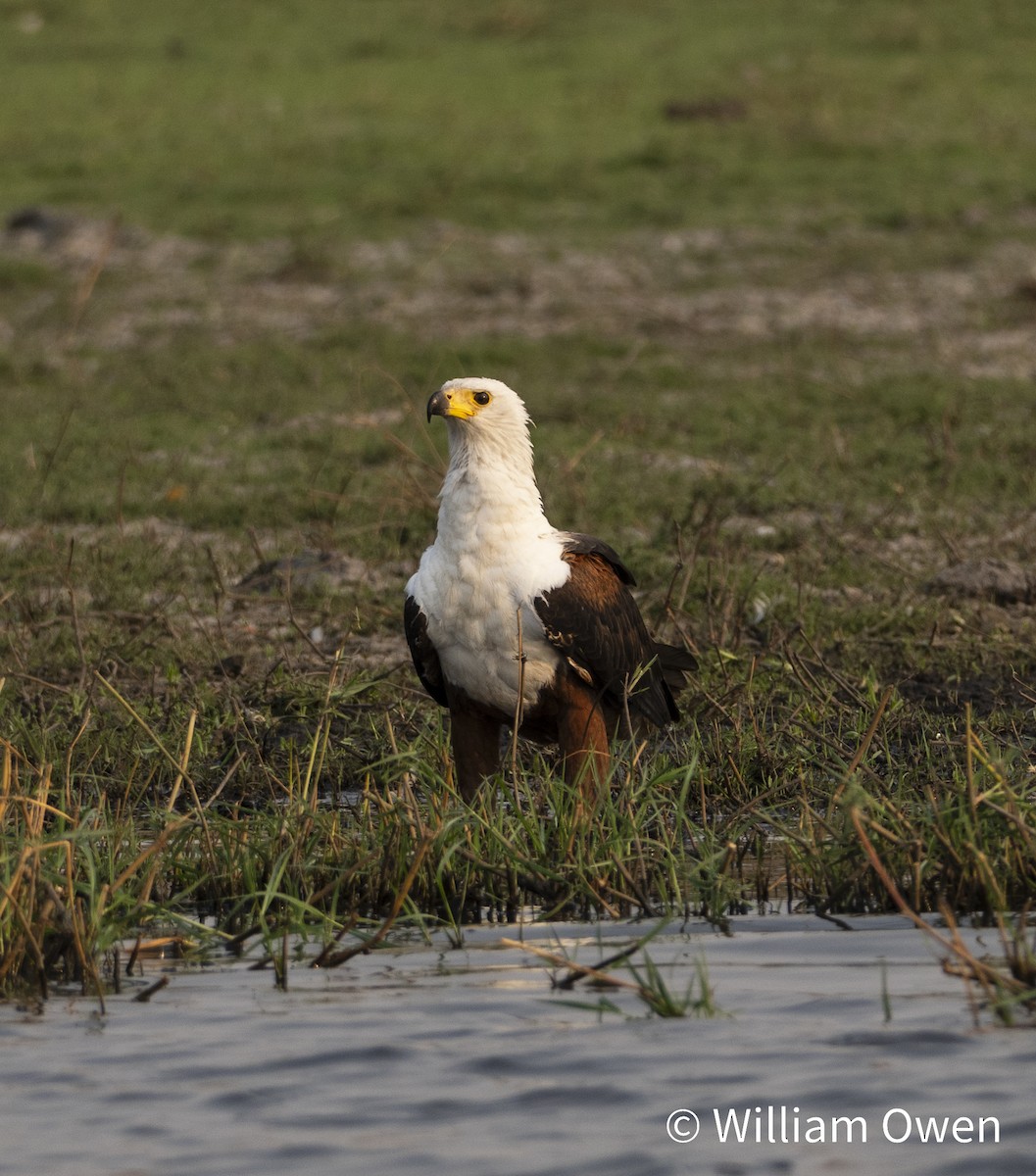 Schreiseeadler - ML617600511