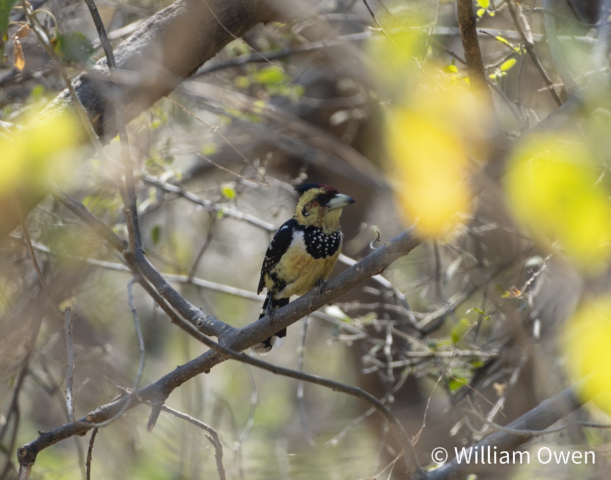 Haubenbartvogel - ML617600519