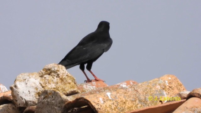 Red-billed Chough - ML617600534