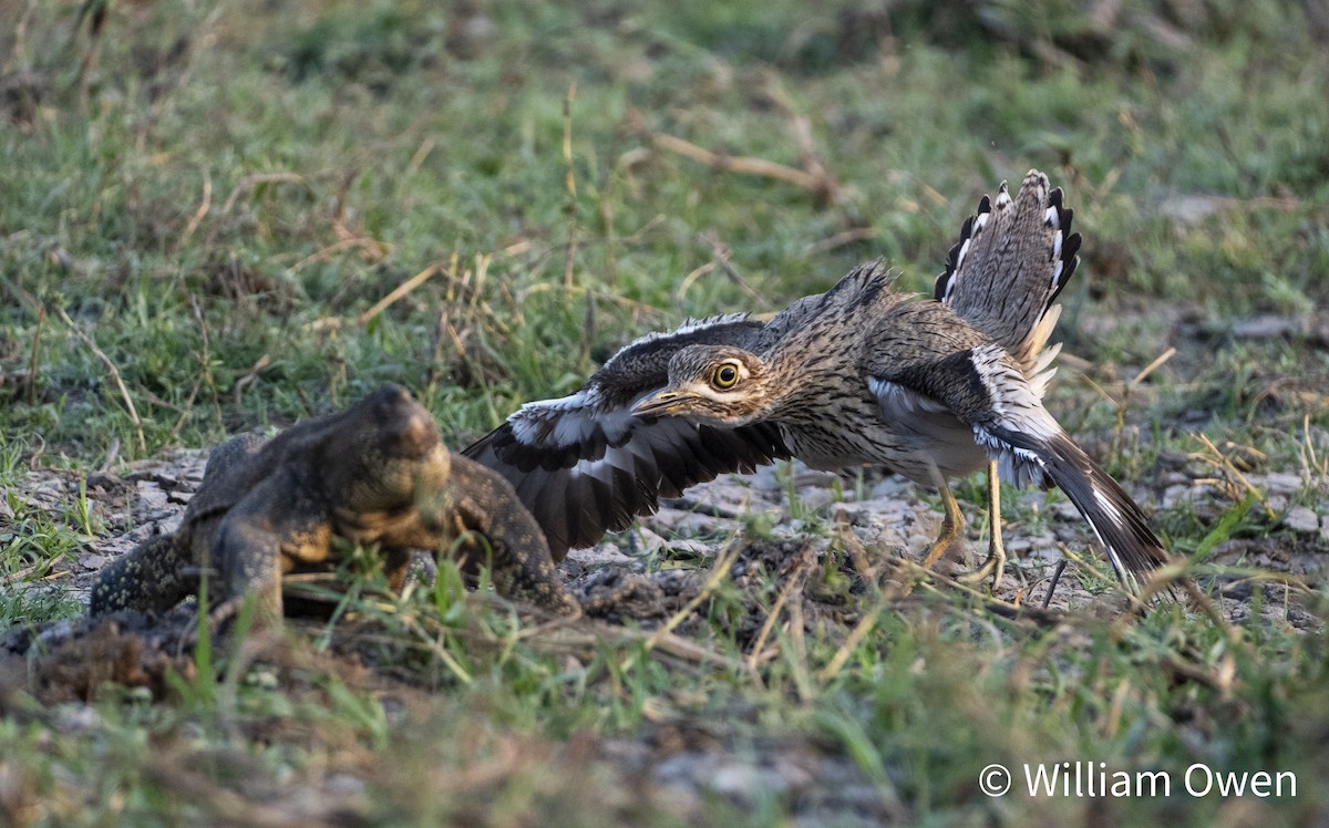 Water Thick-knee - ML617600570