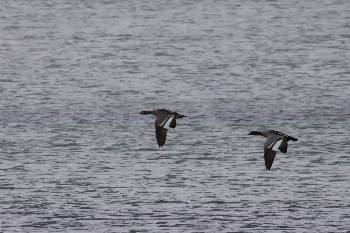 Canard à crinière - ML617600574