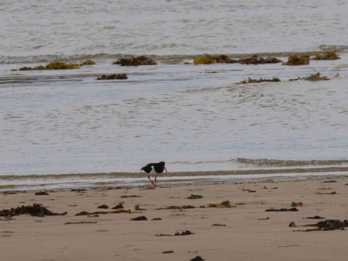 Pied Oystercatcher - ML617600578