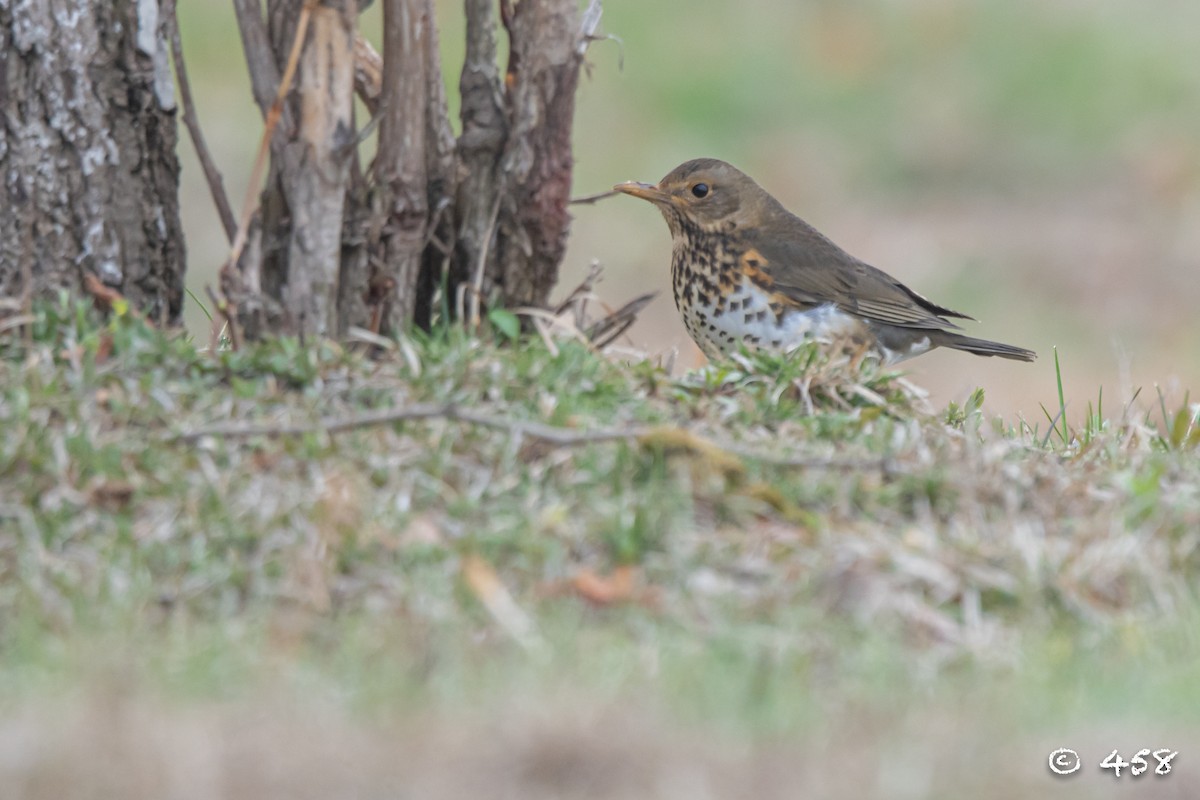 Japanese Thrush - ML617600581