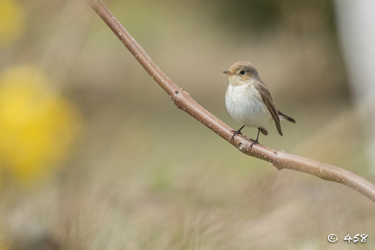 Red-breasted Flycatcher - ML617600583