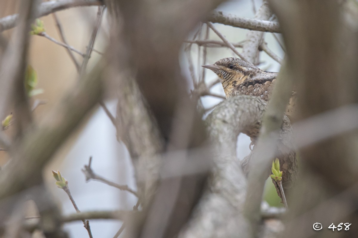 Eurasian Wryneck - 大牙齿 458