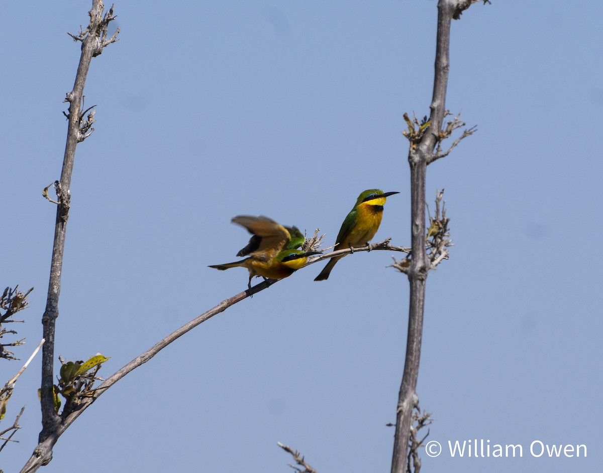 Little Bee-eater - ML617600606