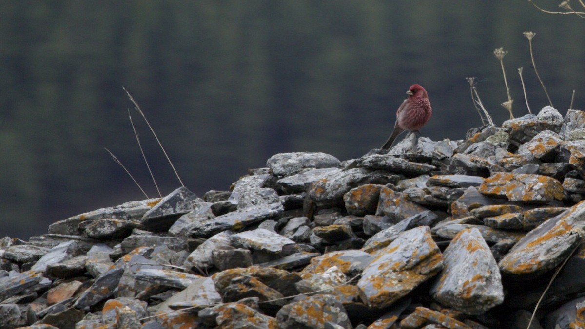 Great Rosefinch - ML617600624