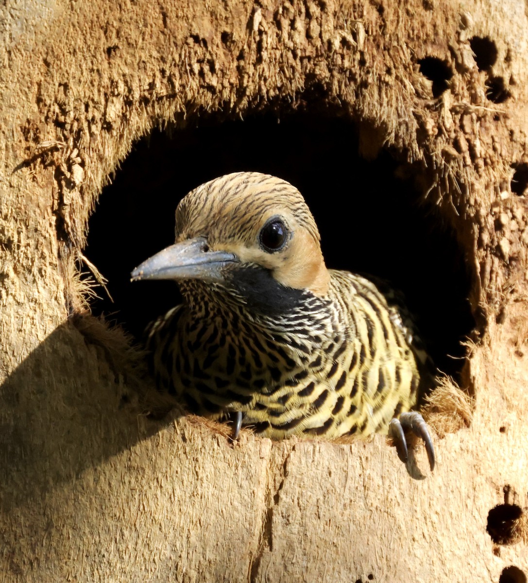 Fernandina's Flicker - Cheryl Rosenfeld