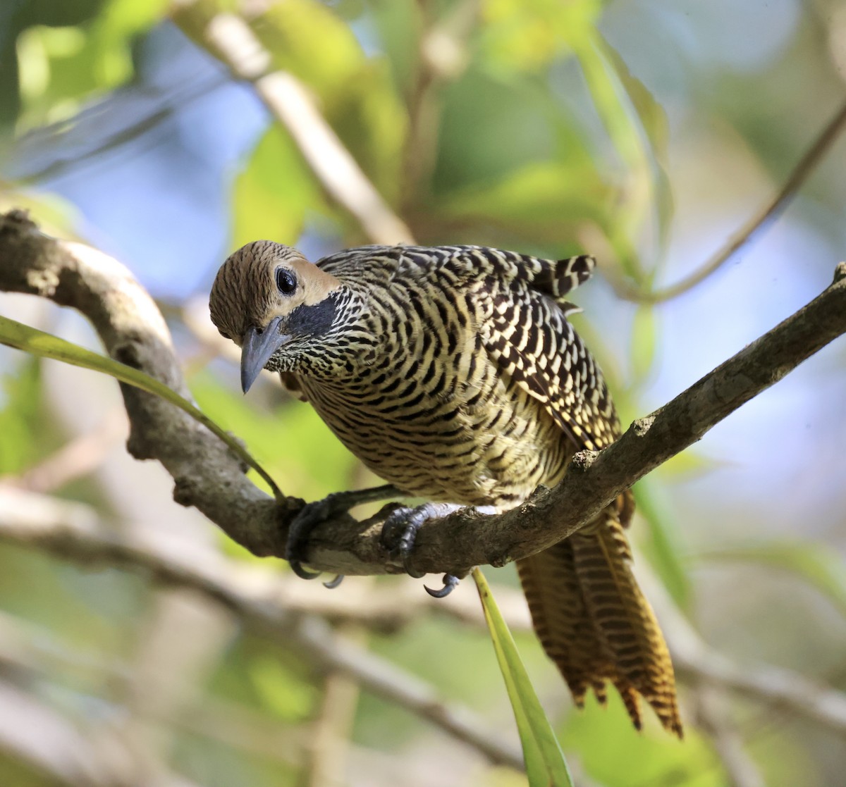 Fernandina's Flicker - Cheryl Rosenfeld